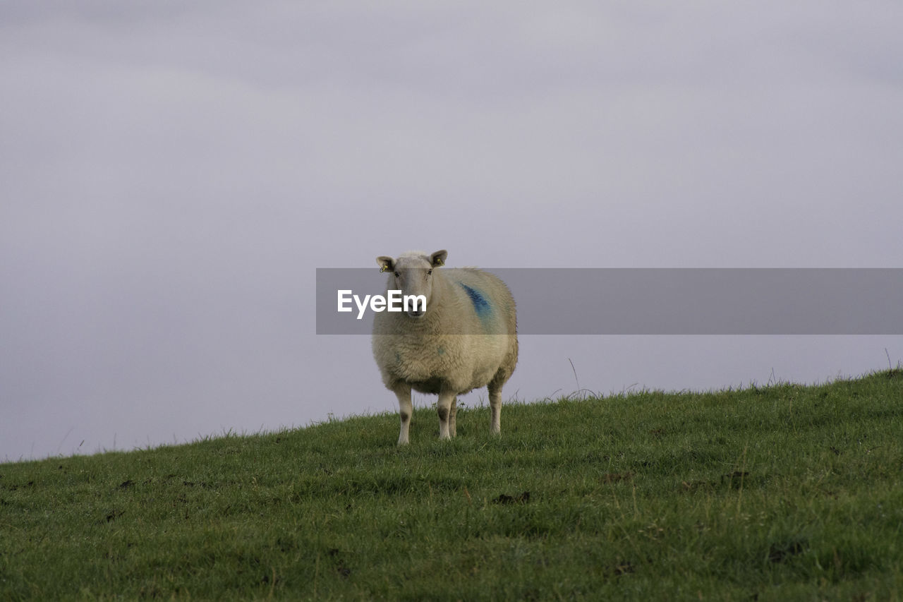 Sheep standing in a field on a hillside