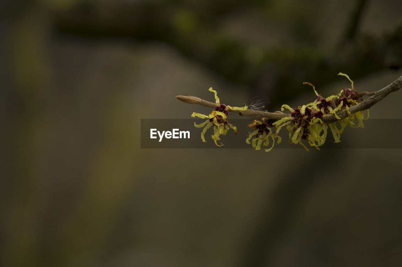 Close-up of witch-hazels in forest