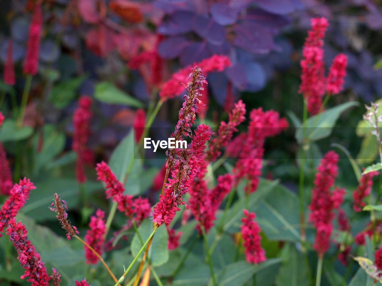 Close-up of red flowering plants