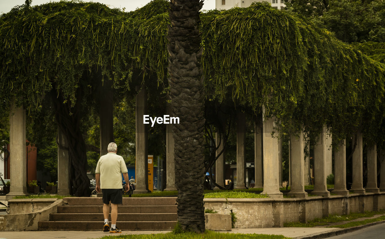 REAR VIEW OF MAN WALKING AMIDST TREES