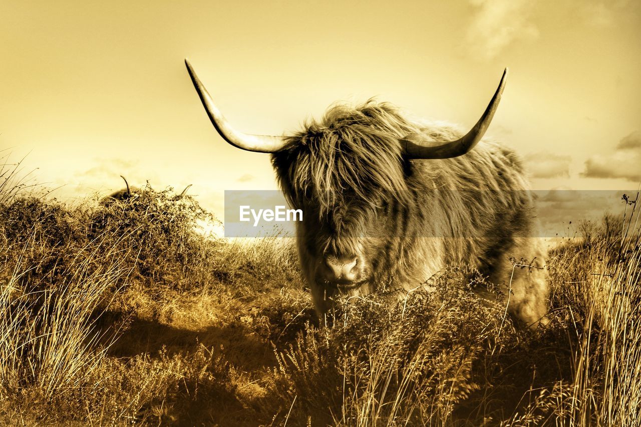 High land cattle on field against sky