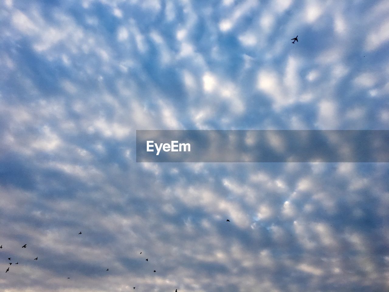 LOW ANGLE VIEW OF BIRDS IN SKY