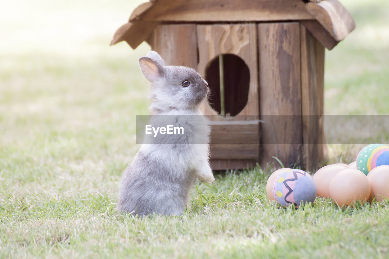 Close-up of a rabbit on field