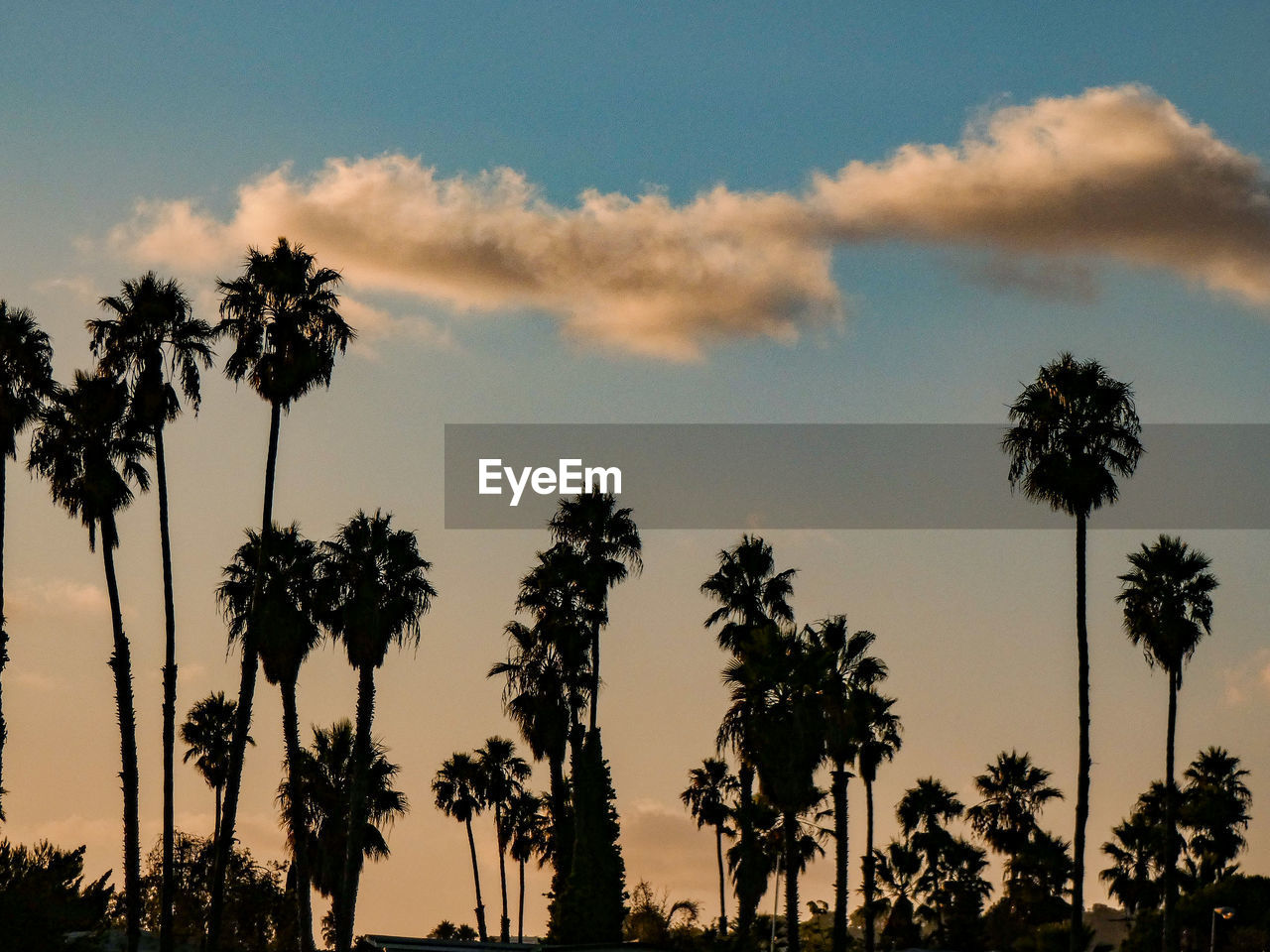 LOW ANGLE VIEW OF SILHOUETTE PALM TREES AGAINST SKY DURING SUNSET