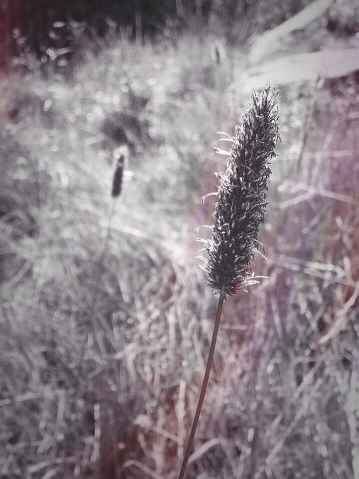 Close-up of plant against blurred background