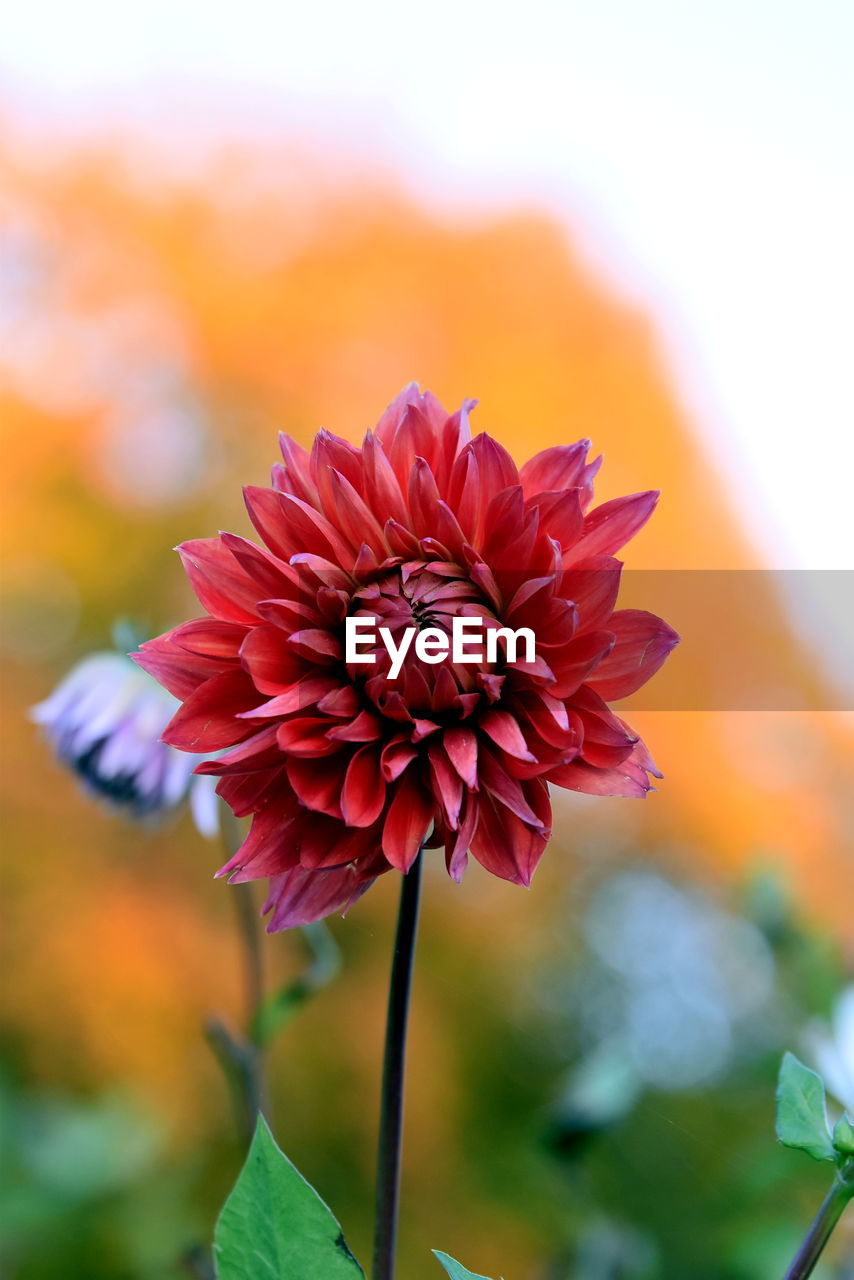 CLOSE-UP OF PINK DAHLIA FLOWER