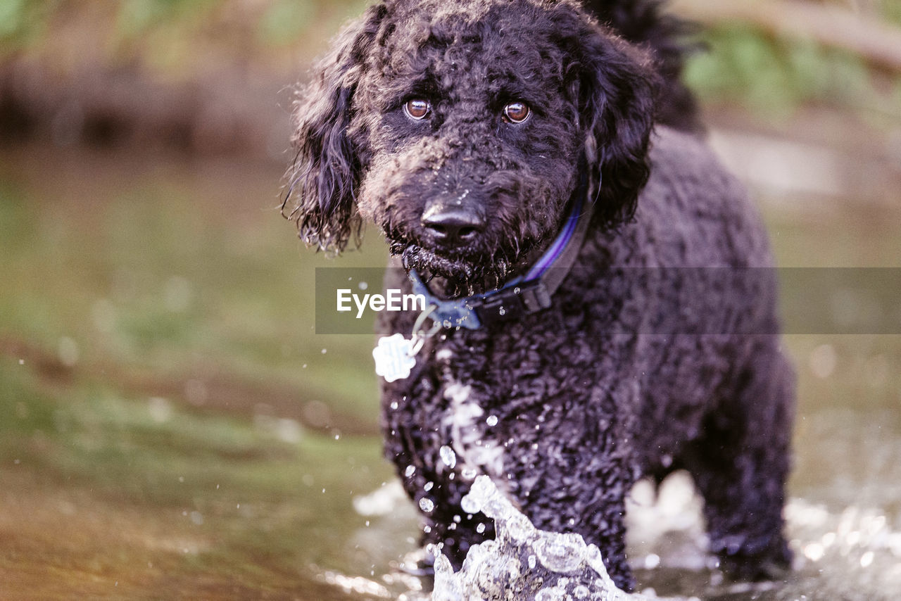 PORTRAIT OF DOG STANDING IN WET MOUTH