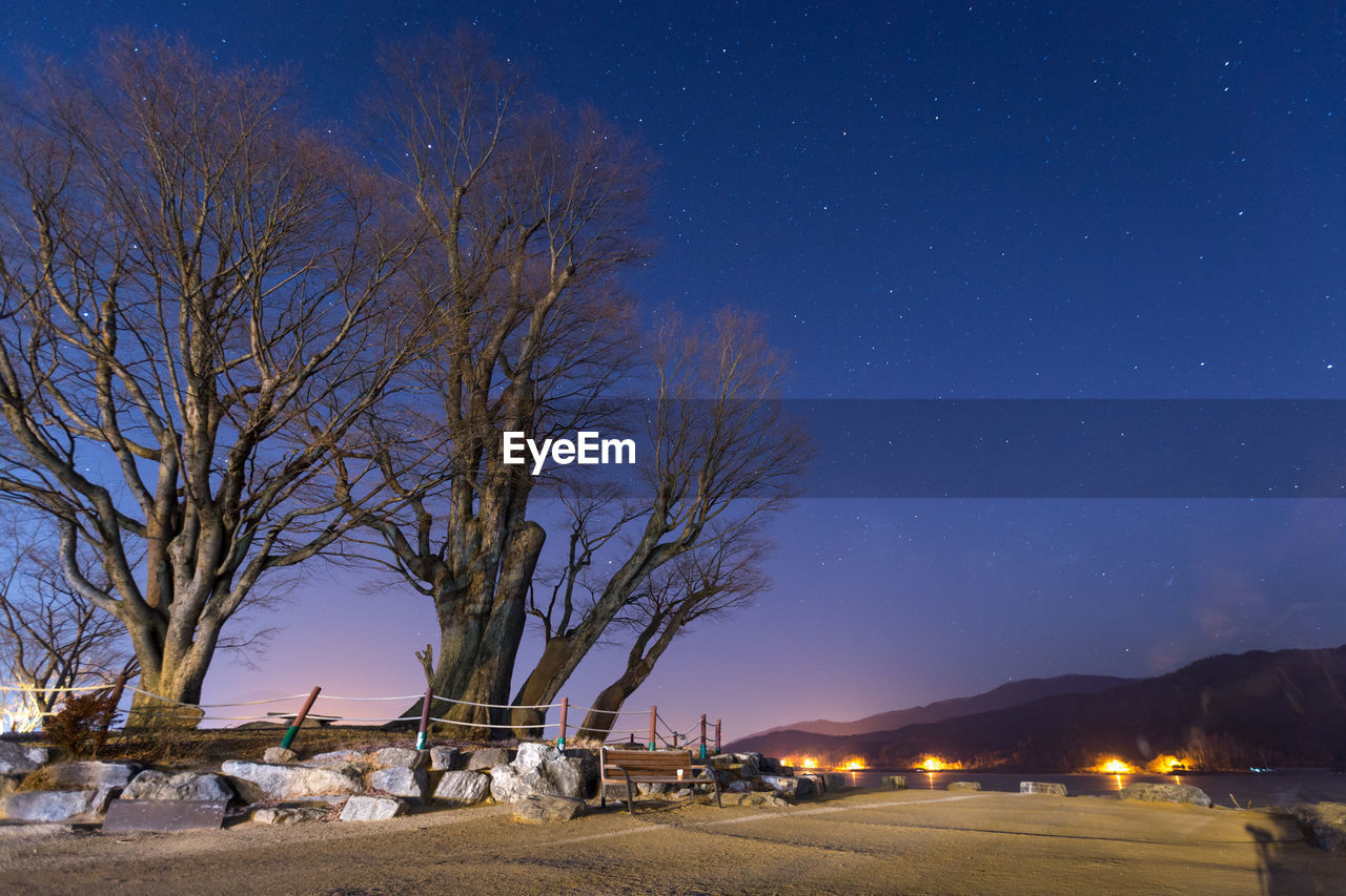 bare trees against clear sky at night