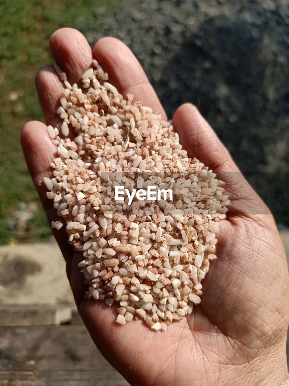 cropped hand of person holding wheat