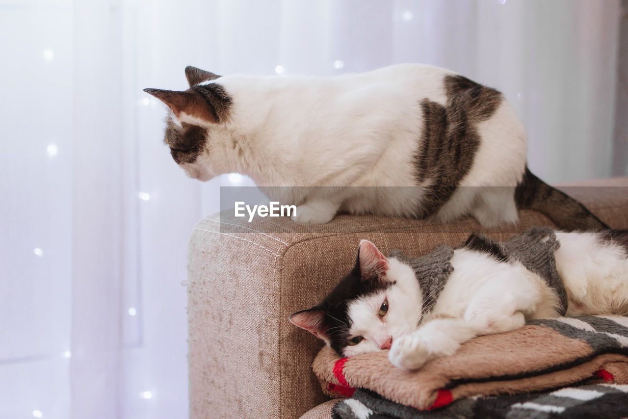 Two cats are resting on a sofa with some plaids on a background white curtain and lights.