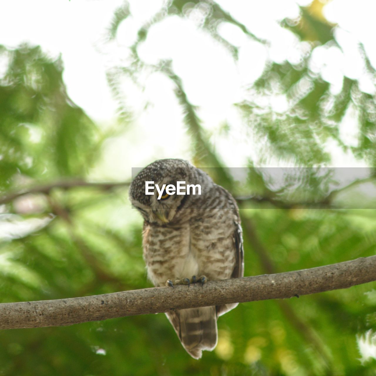 CLOSE-UP OF BIRD PERCHING ON BRANCH