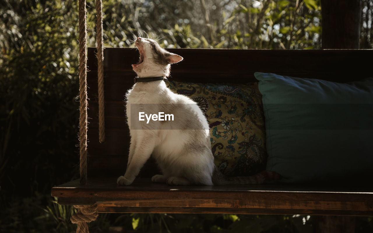 White cat yawning and sitting on a wood swing