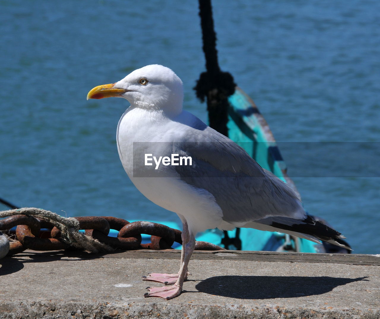 SEAGULLS PERCHING ON WOODEN POST