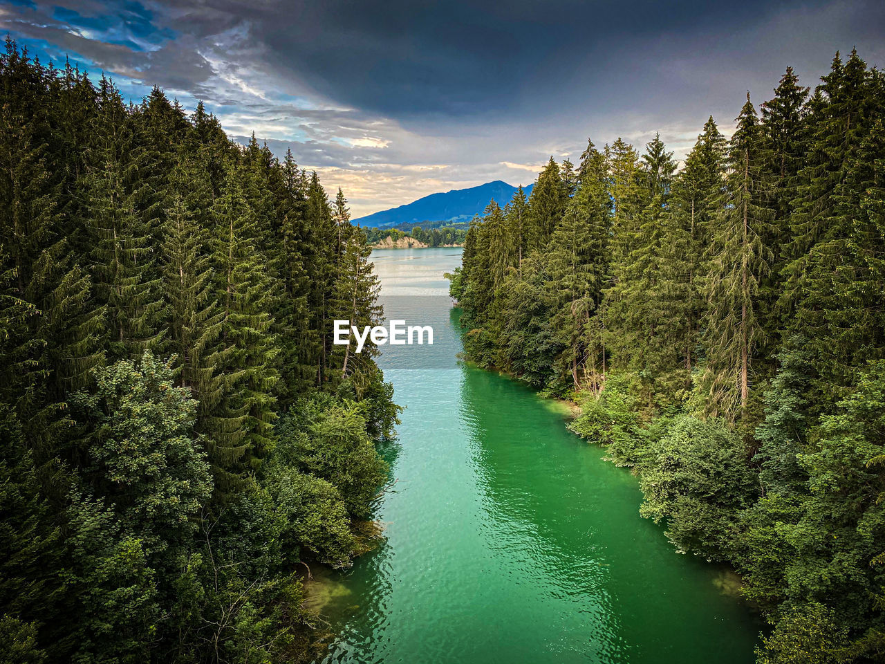 SCENIC VIEW OF RIVER AMIDST TREES IN FOREST