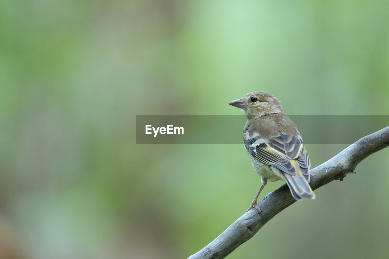 animal themes, animal, bird, animal wildlife, wildlife, one animal, nature, perching, beak, focus on foreground, branch, close-up, tree, plant, full length, beauty in nature, songbird, green background, no people, outdoors, environment, copy space, day, green, selective focus, side view, colored background, insect, outdoor pursuit, sitting, grass, multi colored