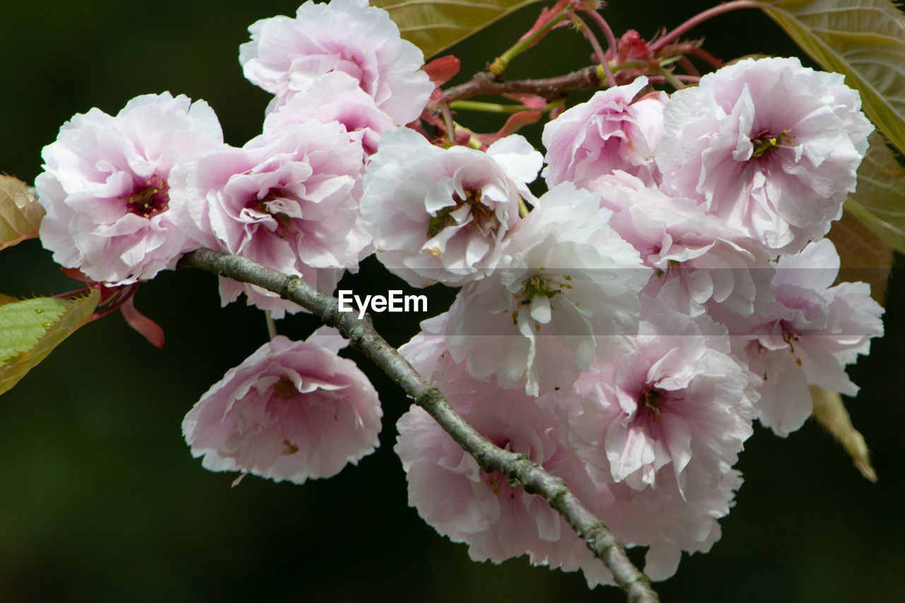 CLOSE-UP OF PINK CHERRY BLOSSOM