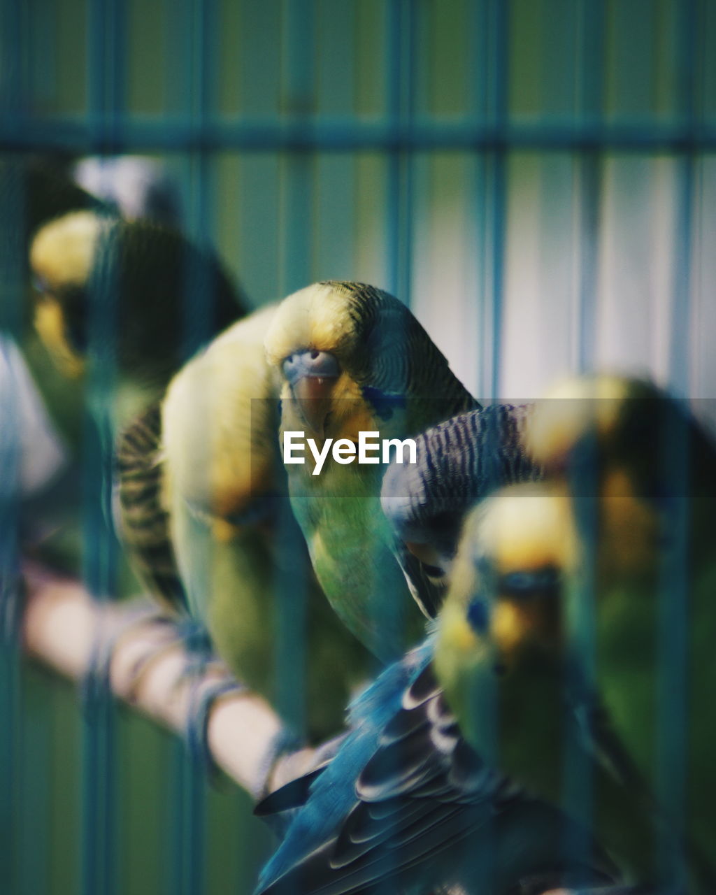 Close-up of parrot in cage