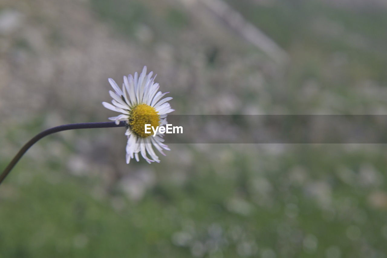flower, flowering plant, plant, freshness, beauty in nature, fragility, flower head, petal, inflorescence, close-up, nature, growth, daisy, focus on foreground, no people, white, pollen, springtime, blossom, botany, outdoors, day, macro photography, selective focus, meadow, wildflower, yellow, grass, plant stem