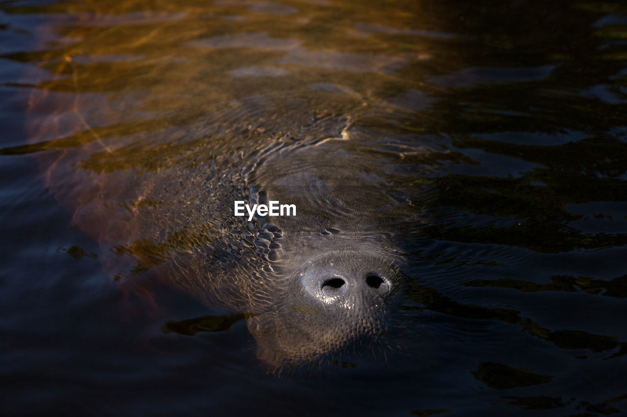 animal themes, water, animal, animal wildlife, one animal, wildlife, reflection, swimming, animal body part, mammal, no people, sea, nature, underwater, animal head, marine mammal, outdoors, close-up, portrait, marine biology, rippled