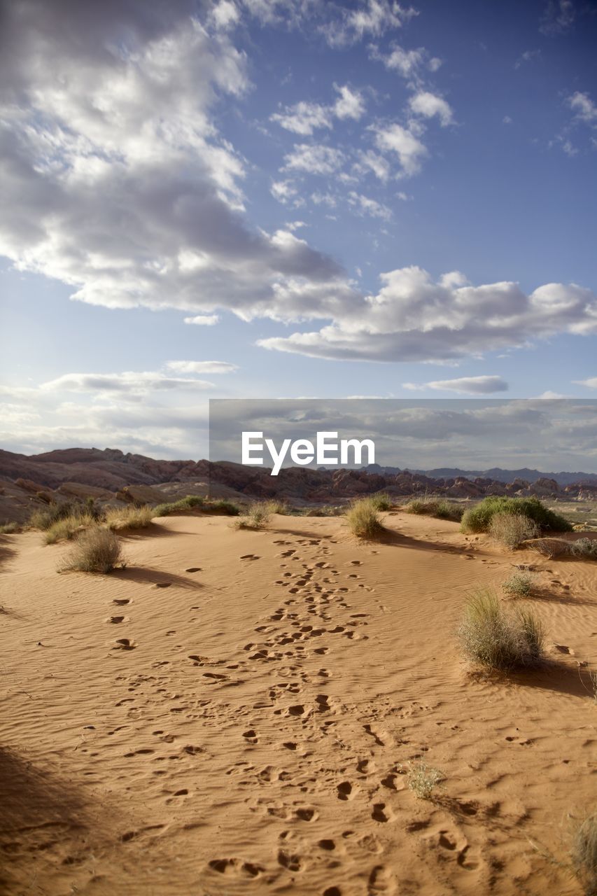 land, sky, sand, landscape, environment, natural environment, cloud, scenics - nature, desert, nature, sand dune, beauty in nature, climate, arid climate, tranquility, travel, no people, erg, travel destinations, non-urban scene, semi-arid, tourism, tranquil scene, day, outdoors, dry, sunlight, horizon over land, remote, animal wildlife, footprint, dune, animal, horizon, plant, dramatic sky, plateau, extreme terrain