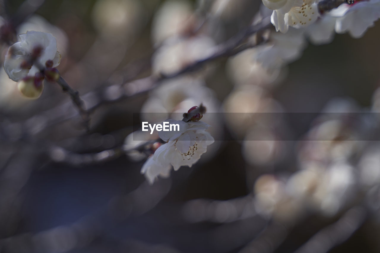 Close-up of white cherry blossom