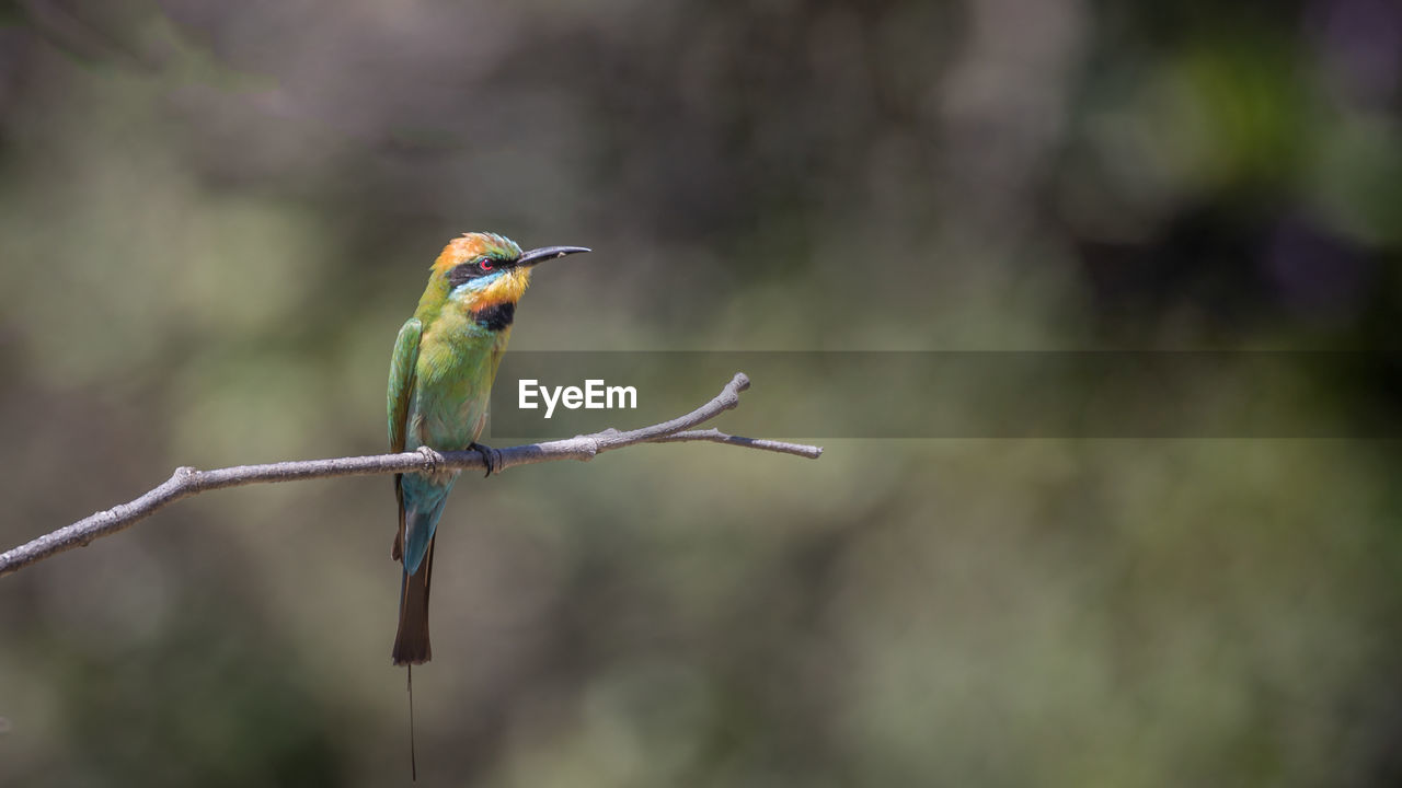 A rainbow bee-eater resting