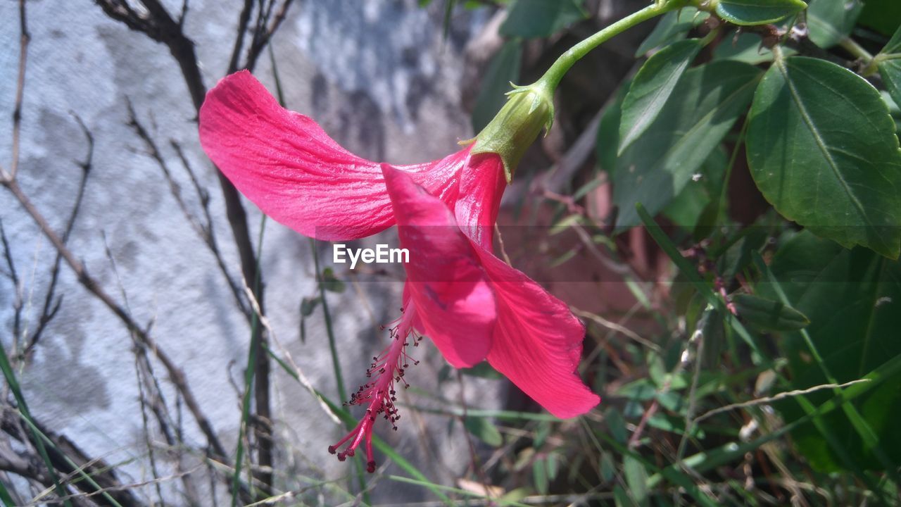 CLOSE-UP OF RED HIBISCUS FLOWER BLOOMING OUTDOORS