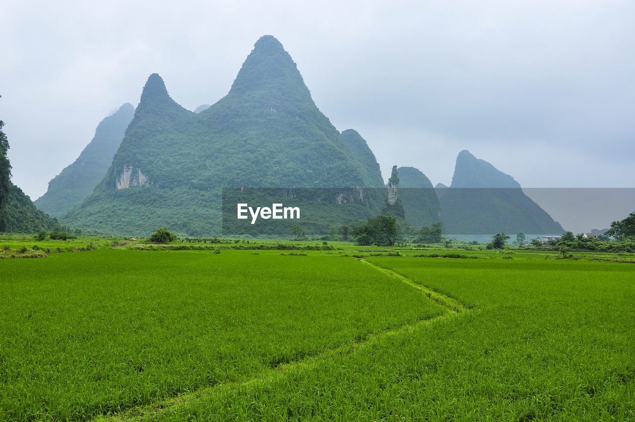 Scenic view of agricultural field against sky