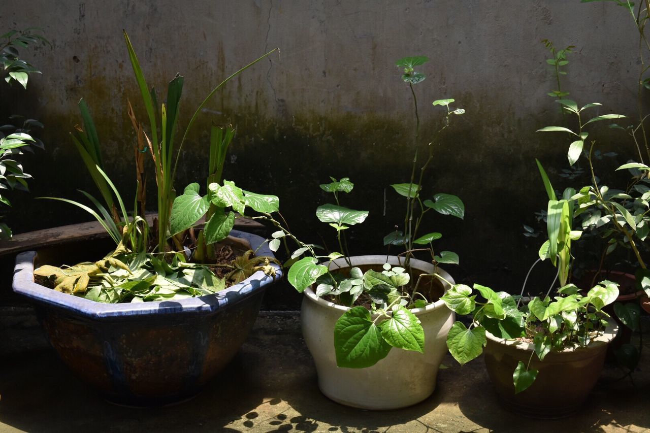 Potted plants by wall