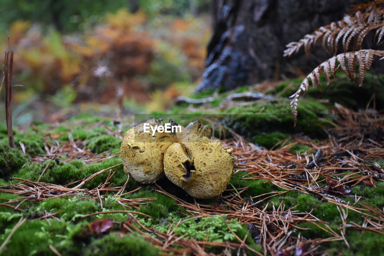 Close-up of mushroom growing on field