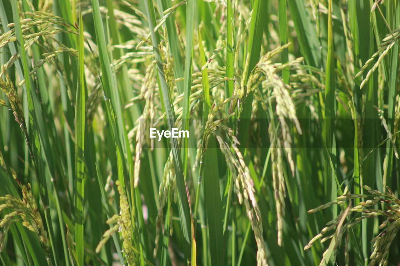 Full frame shot of rice in field