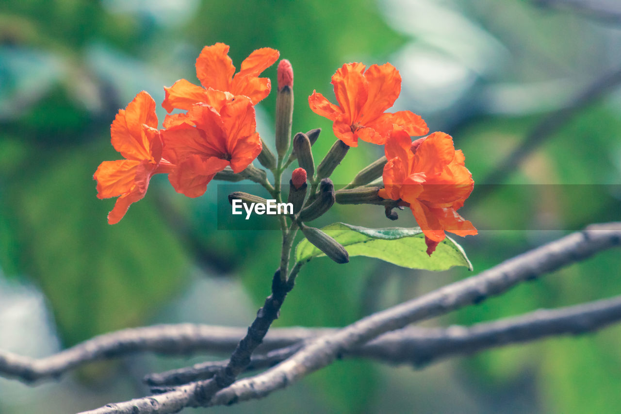 plant, flower, flowering plant, beauty in nature, nature, freshness, blossom, leaf, tree, macro photography, close-up, orange color, plant part, flower head, botany, branch, petal, fragility, no people, growth, shrub, inflorescence, outdoors, springtime, focus on foreground, red, wildflower, environment, food, fruit, multi colored, sunlight, day, green, selective focus