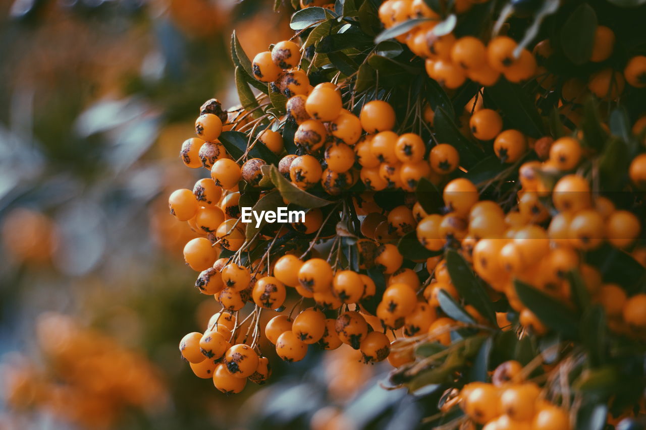 Close-up of rowanberry growing on tree