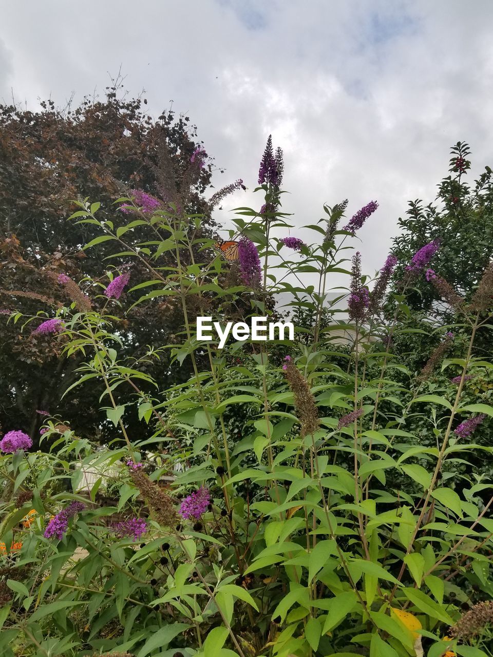 CLOSE-UP OF PLANT AGAINST SKY