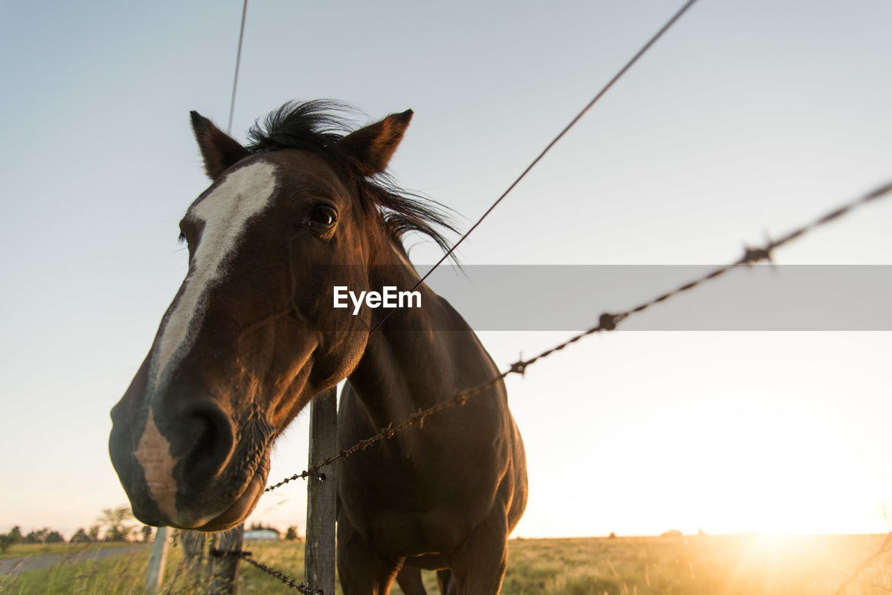 Low angle view of horse standing by fence during sunset