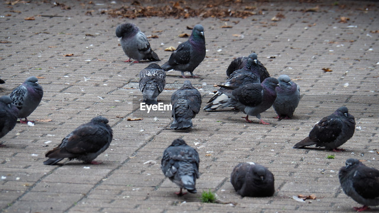 animal, animal themes, bird, group of animals, pigeon, pigeons and doves, wildlife, animal wildlife, high angle view, large group of animals, day, no people, stock dove, outdoors, street, city, black, nature, footpath