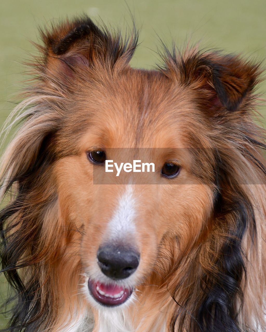 CLOSE-UP PORTRAIT OF A DOG WITH EYES