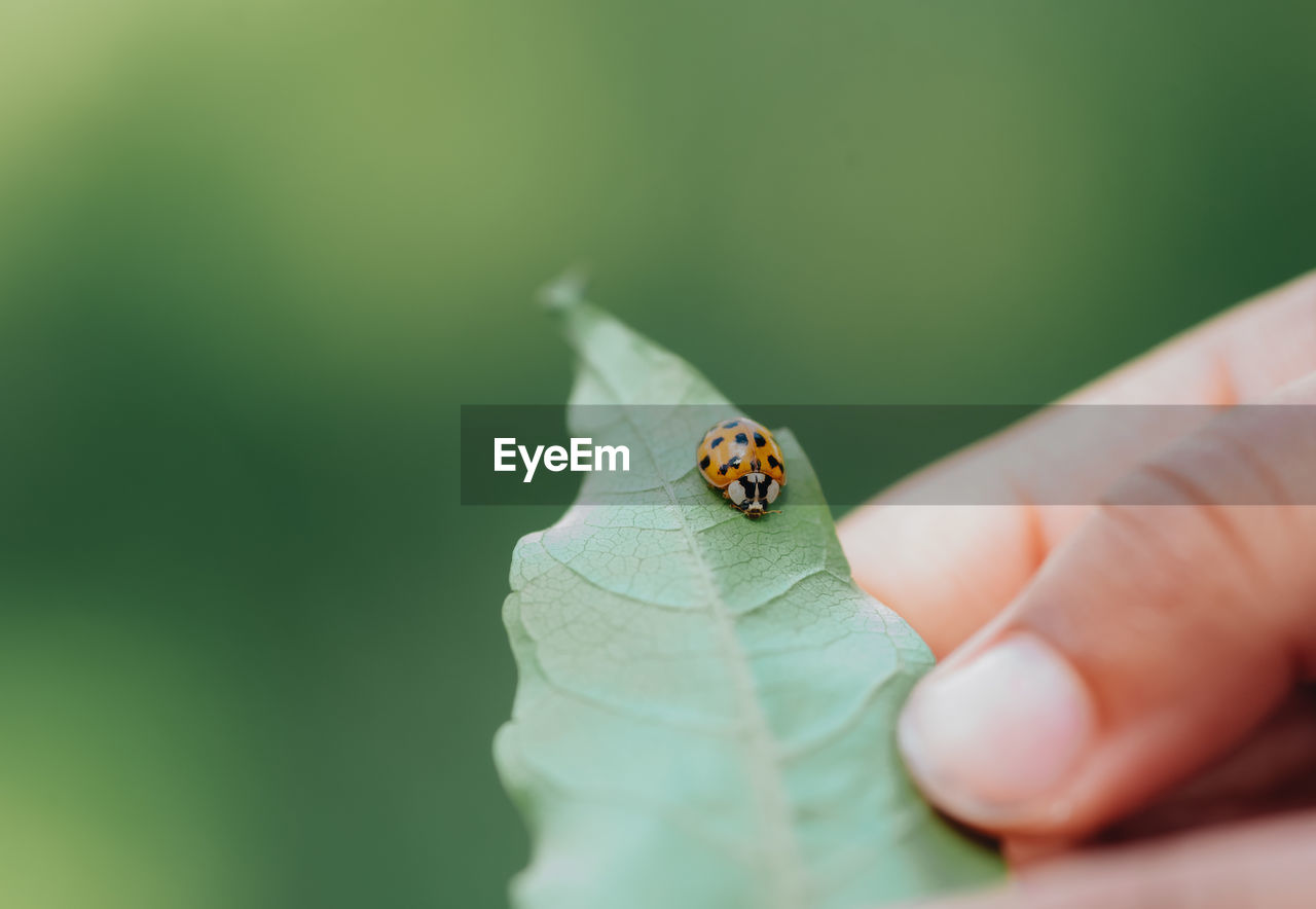 Close up of ladybug on simple blurred background useful for nature wallpaper or background