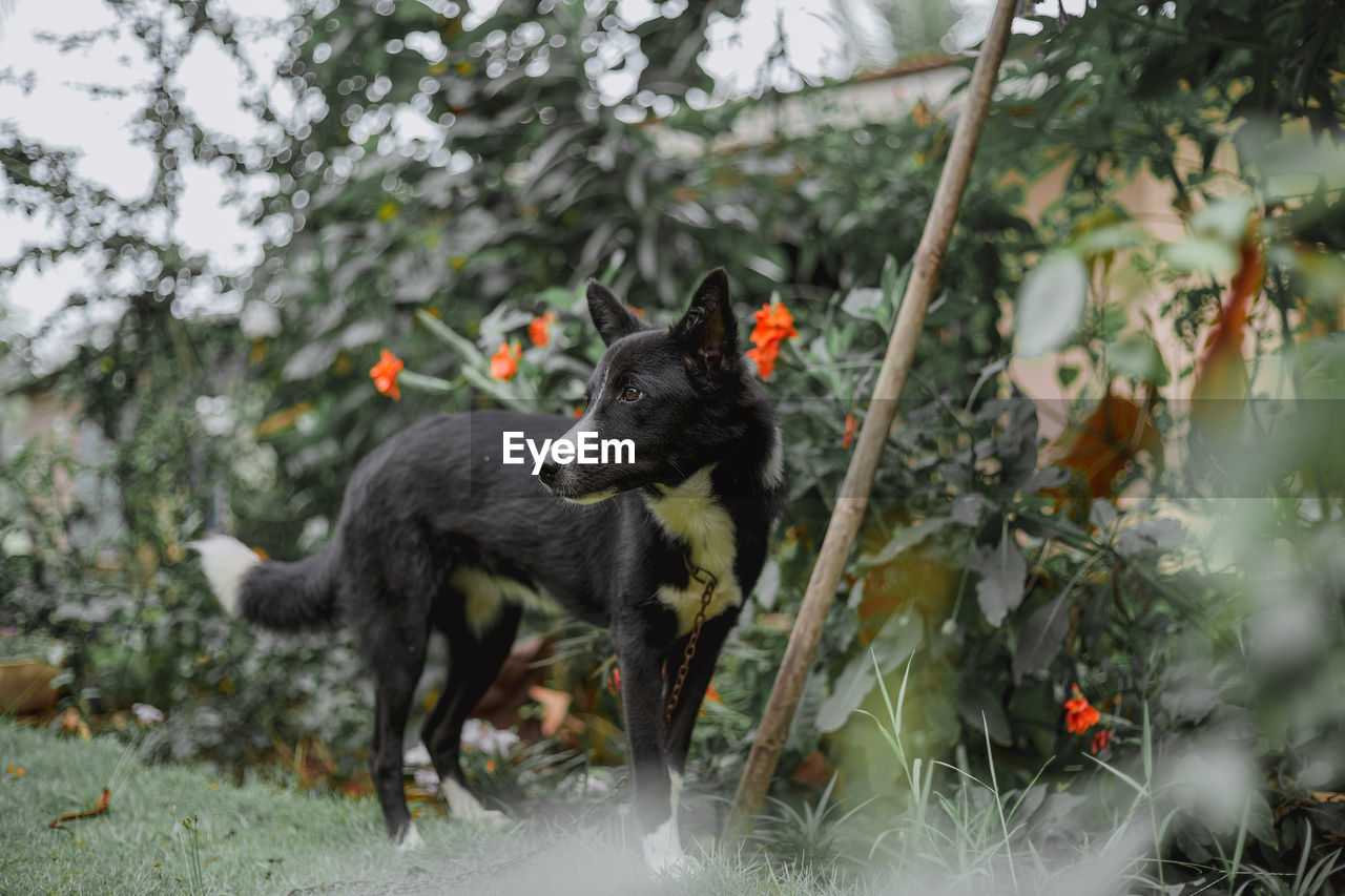 View of a black dog on land