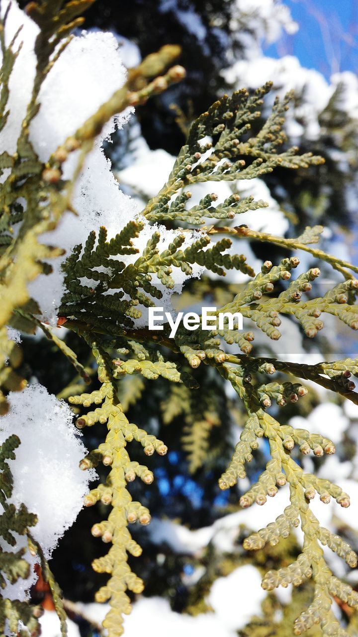 Close-up of snow on tree branches during winter