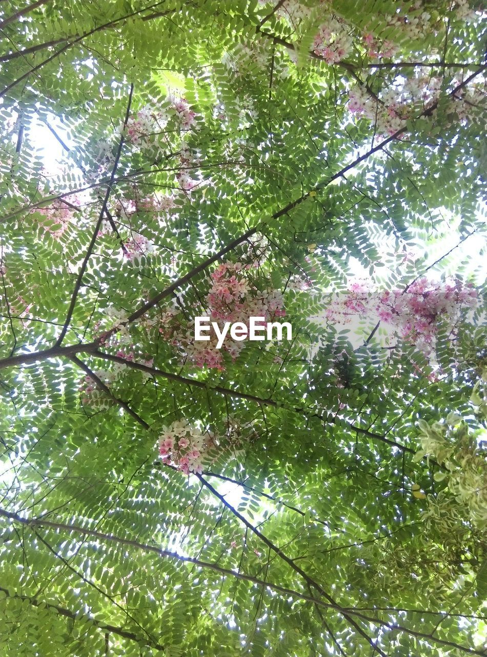 LOW ANGLE VIEW OF FRESH FLOWER TREE