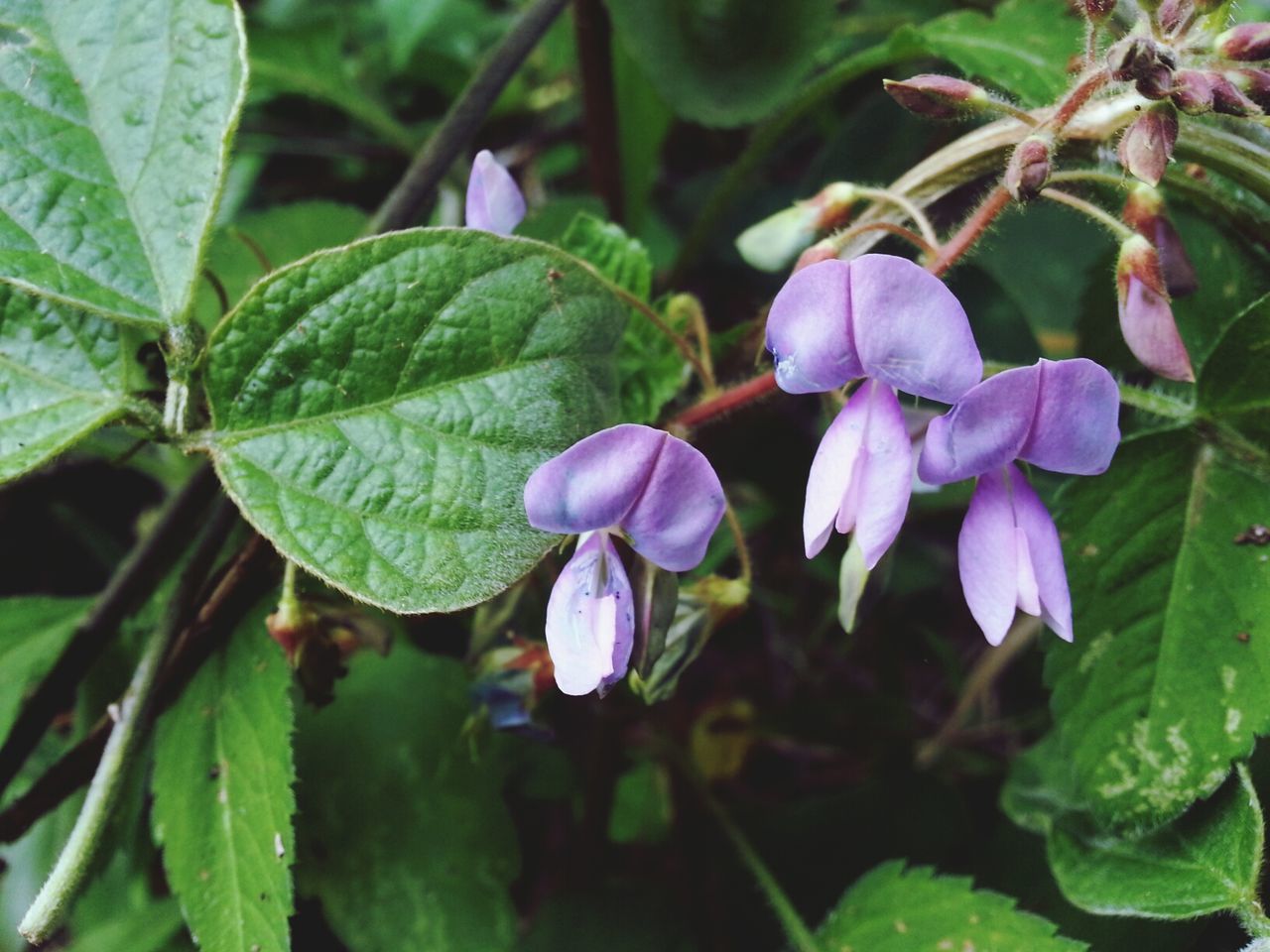 CLOSE-UP OF PURPLE FLOWERS BLOOMING OUTDOORS