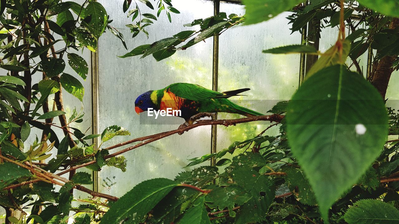VIEW OF BIRD PERCHING ON PLANT