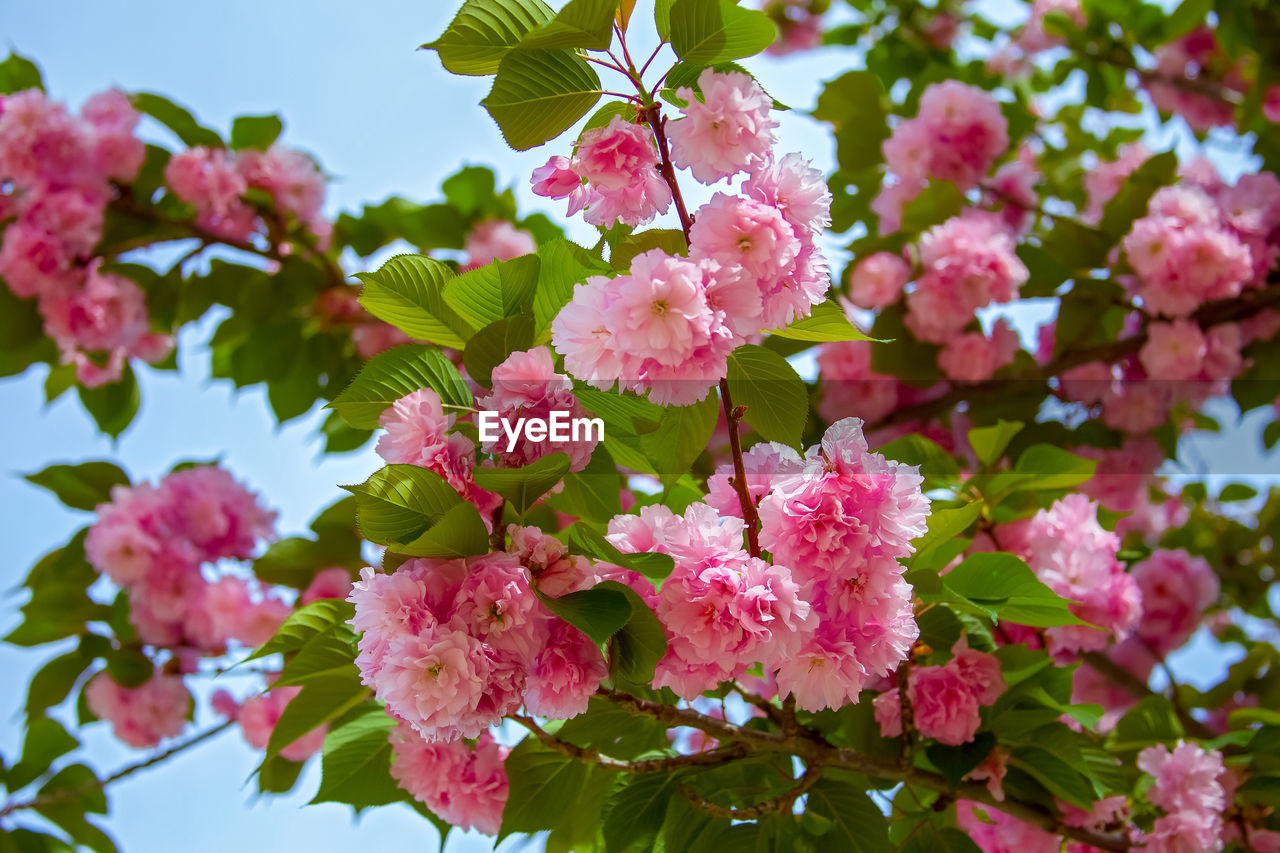 Beautiful sakura flower cherry blossom. pink flower of sakura tree against the blue sky.