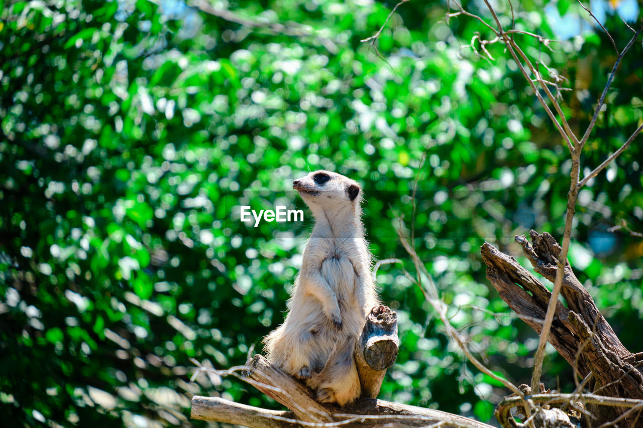 Close-up of meerkat