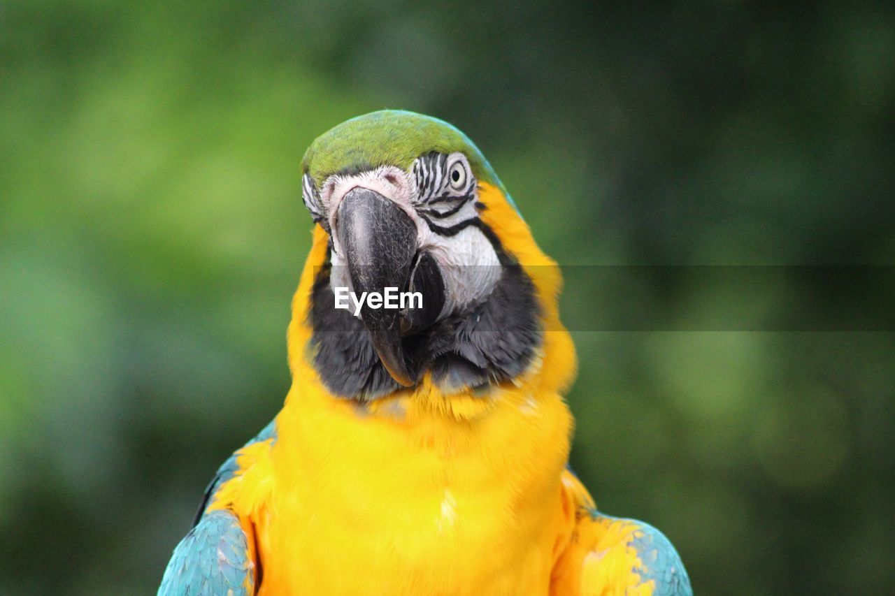 Close-up of a bird looking away