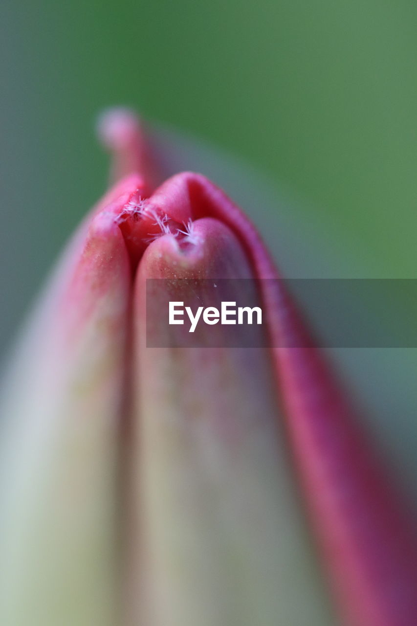 Close-up of pink rose flower