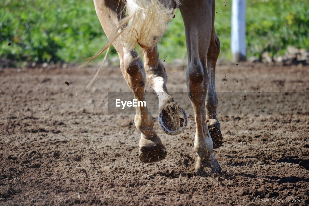 Low section of horse running on mud