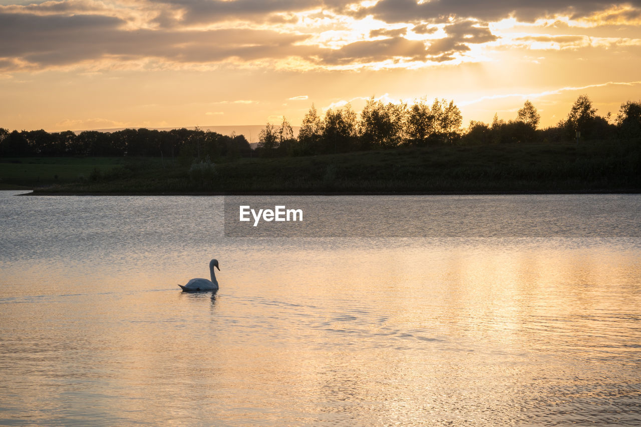 Swan swimming on lake against sky during sunset