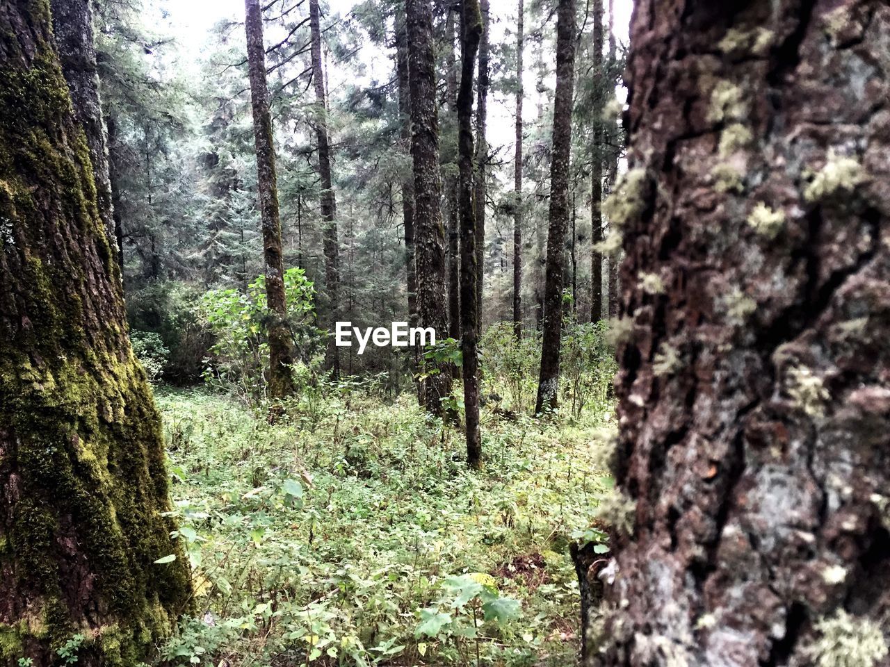 Close-up of trees growing in forest